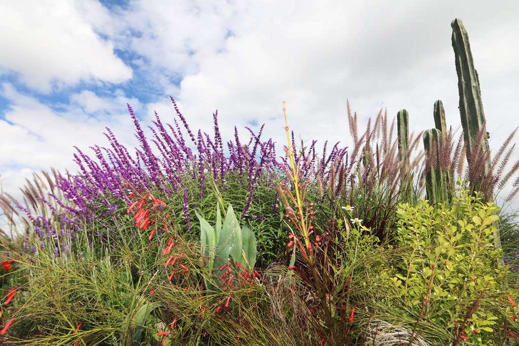 Albor San Miguel De Allende Tapestry Collection By Hilton 외부 사진