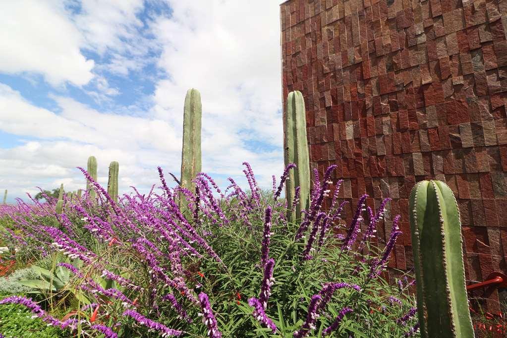 Albor San Miguel De Allende Tapestry Collection By Hilton 외부 사진